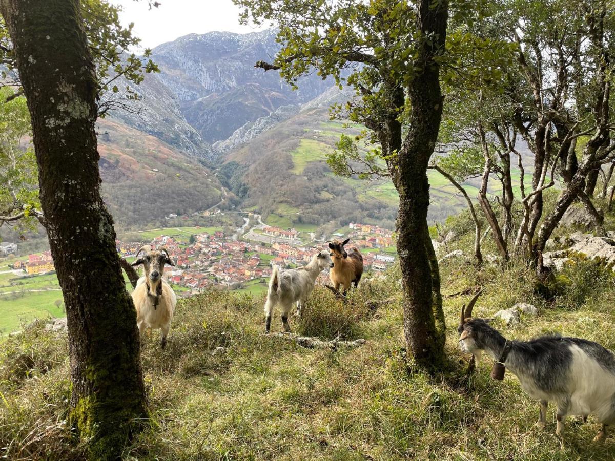 Lapaserina-A Arenas De Cabrales Eksteriør billede